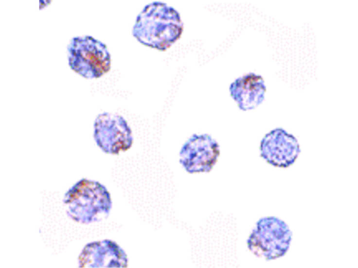 Immunocytochemistry of MARCH8 Antibody