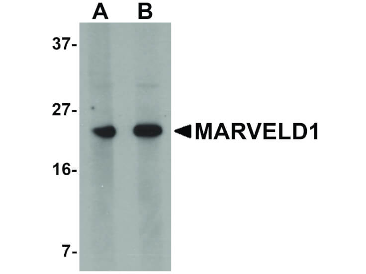 Western Blot of MARVELD1 Antibody