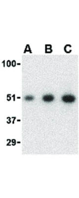Western Blot of MCG10 Antibody