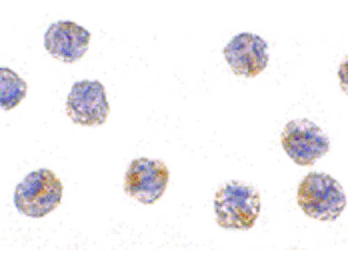 Immunocytochemistry of MCG10 Antibody