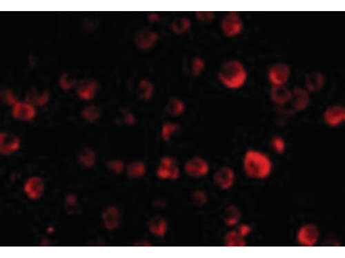 Immunofluorescence of MCG10 Antibody