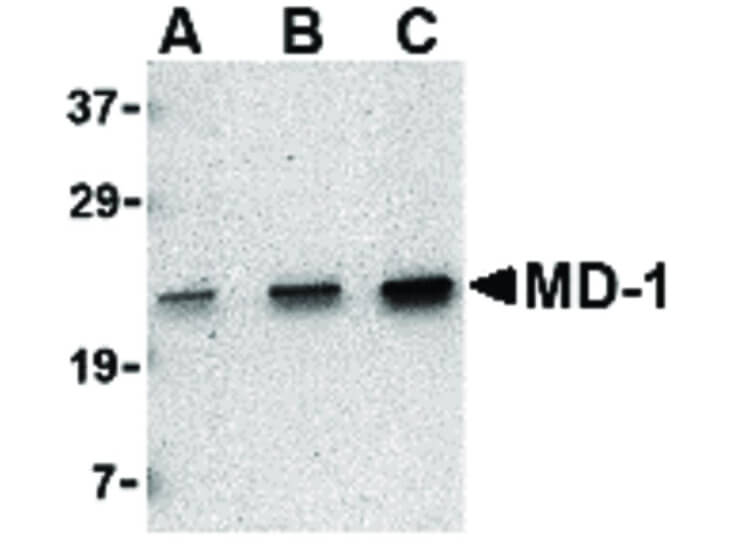 Western Blot of MD-1 Antibody