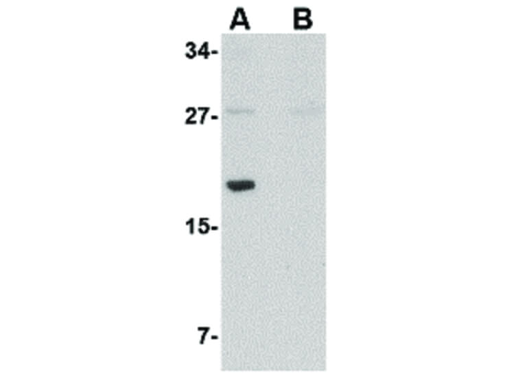 Western Blot of MED28 Antibody