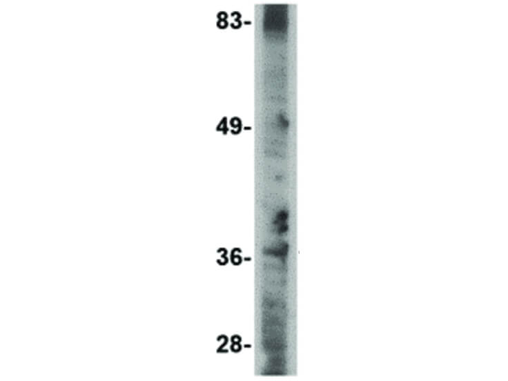 Western Blot of MettL7A Antibody