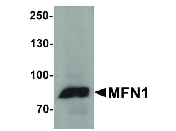 Western Blot of MFN1 Antibody