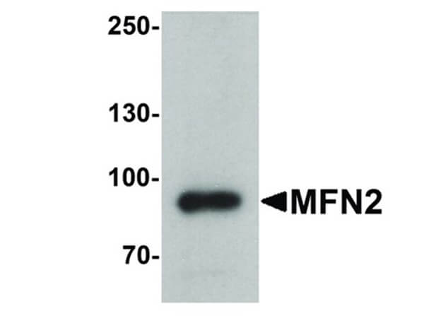 Western Blot of MFN2 Antibody