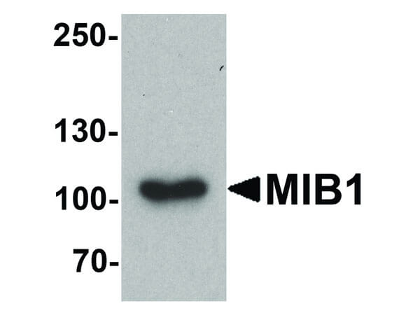Western Blot of MIB1 Antibody