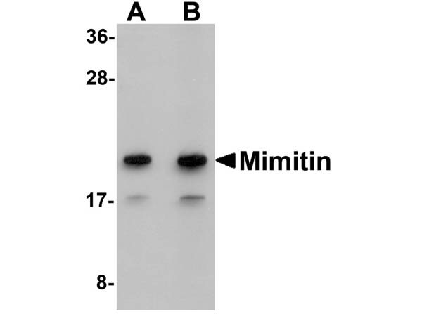 Western Blot of Mimitin Antibody
