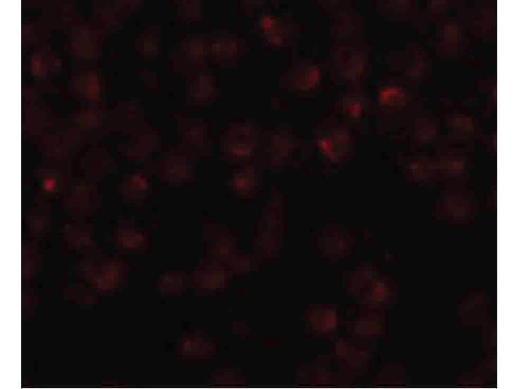 Immunofluorescence of Mimitin Antibody