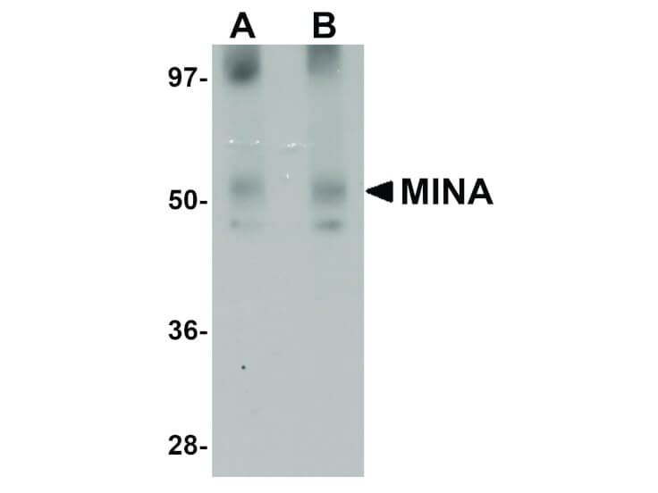 Western Blot of MINA Antibody