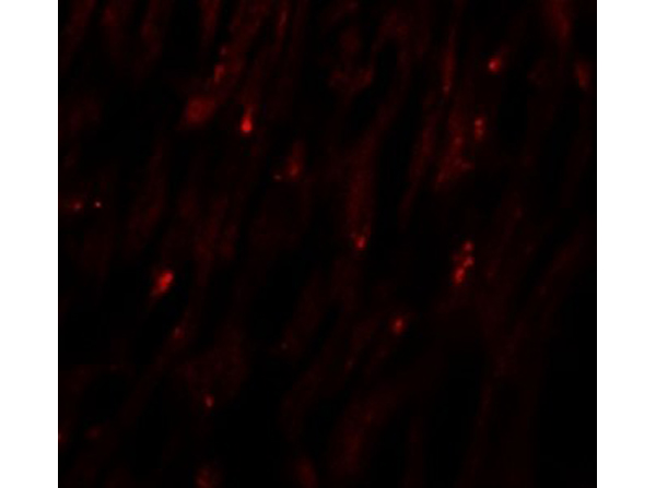 Immunofluorescence of MLIP