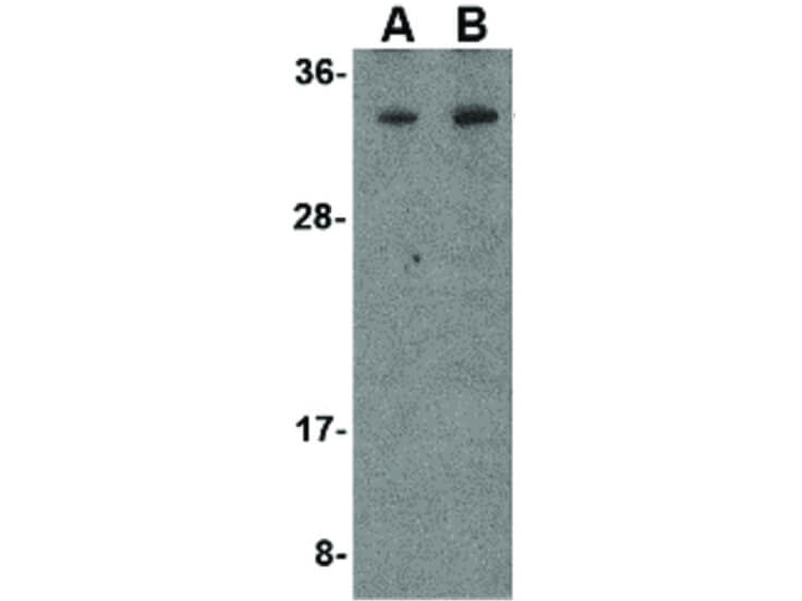 Western Blot of MORF4 Antibody