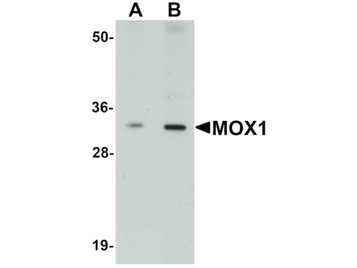 Western Blot of MOX1 Antibody