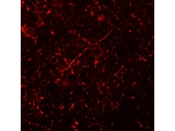 Immunofluorescence of MS4A6A