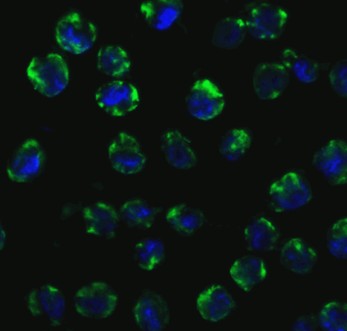 Immunofluorescence Validation of MyD88