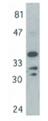 Western Blot of MyD88 Antibody