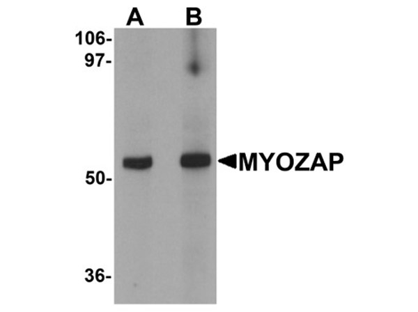 Western blot analysis of MYOZAP