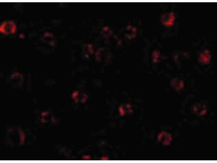 Immunofluorescence of NAIP Antibody