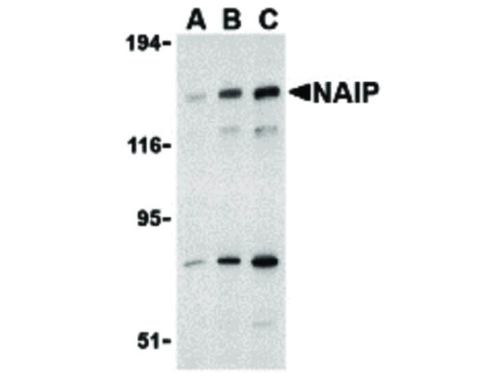 Western Blot of NAIP Antibody