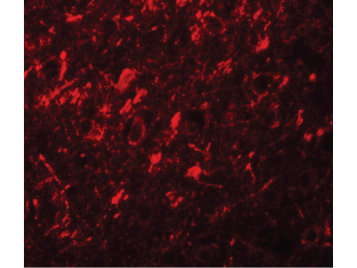 Immunofluorescence of NALP10 Antibody