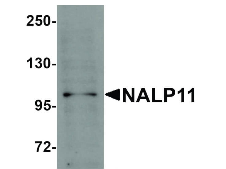 Western Blot of NALP11 Antibody