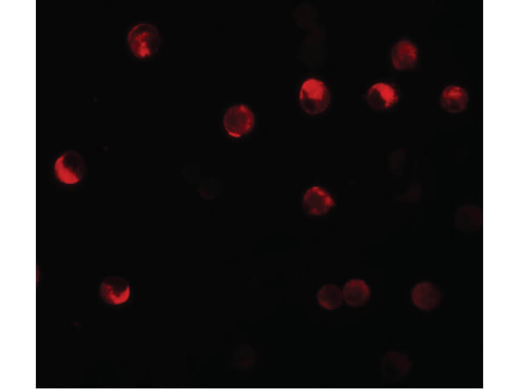 Immunofluorescence of NALP11 Antibody