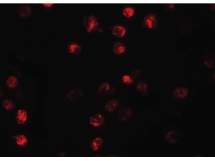 Immunofluorescence of NALP13 Antibody