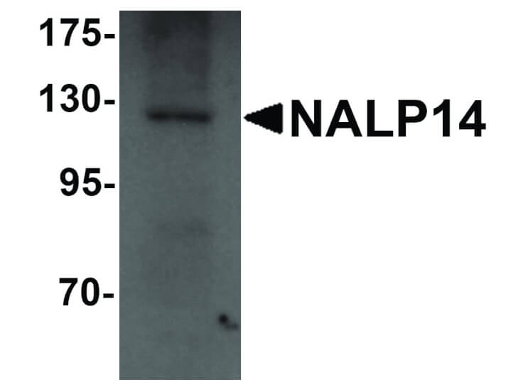 Western Blot of NALP14 Antibody