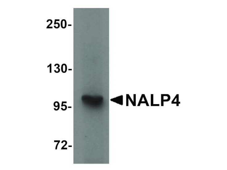 Western Blot of NALP4 Antibody