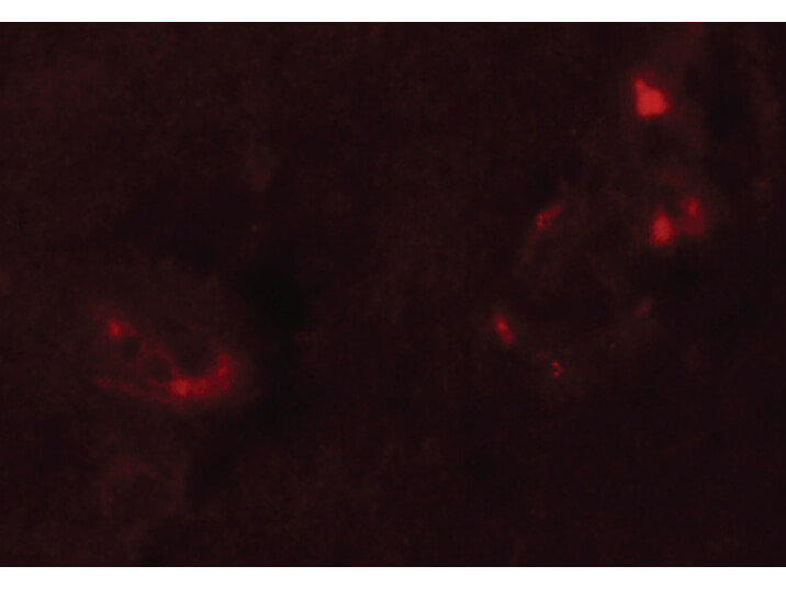 Immunofluorescence of NALP5 Antibody