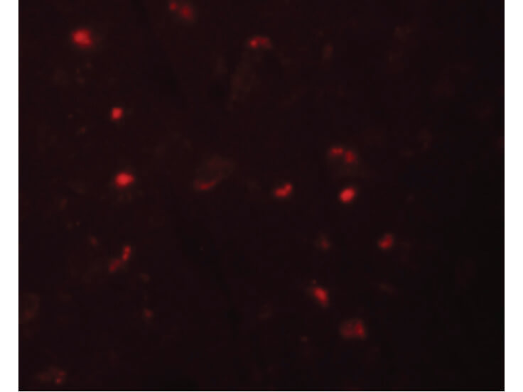 Immunofluorescence of NALP6 Antibody