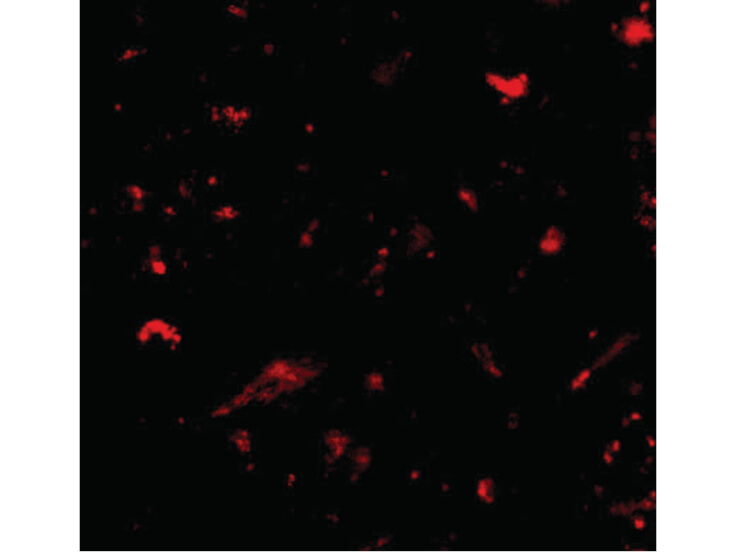 Immunofluorescence of Nanos1 Antibody