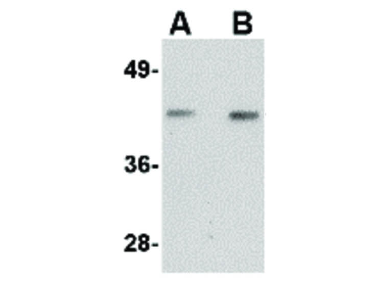 Western Blot of Nanos1 Antibody