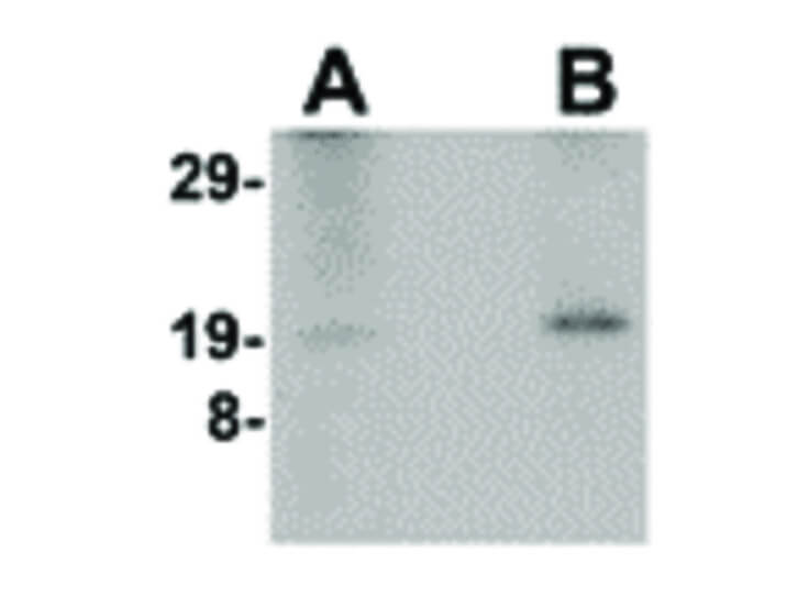 Western Blot of Nanos2 Antibody