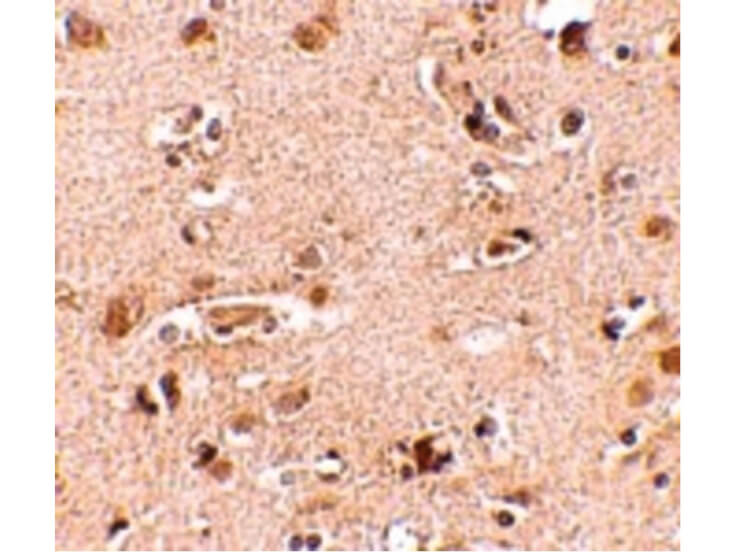 Immunohistochemistry of Nanos2 Antibody