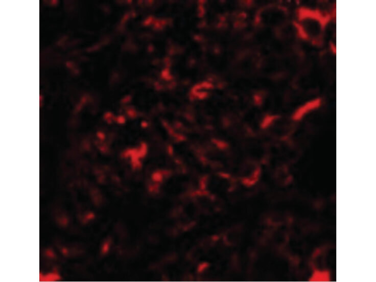 Immunofluorescence of Nanos2 Antibody