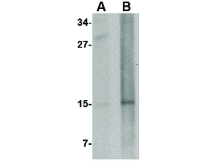 Western Blot of Nanos2 Antibody