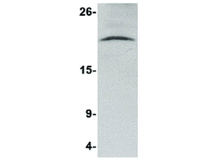 Western Blot of Nanos3 Antibody