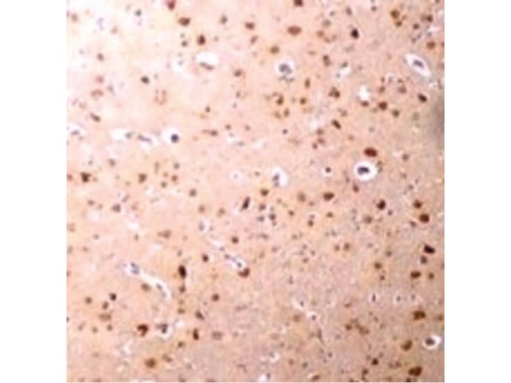 Immunohistochemistry of Nanos3 Antibody