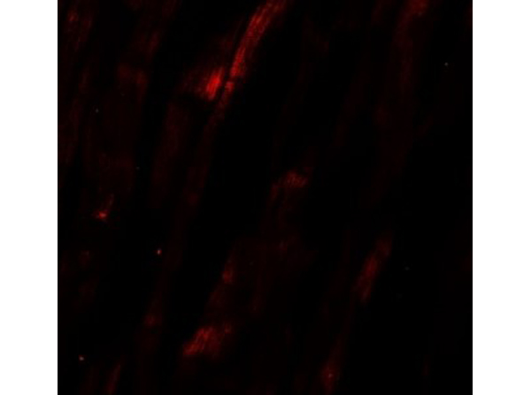 Immunofluorescence of NCLN