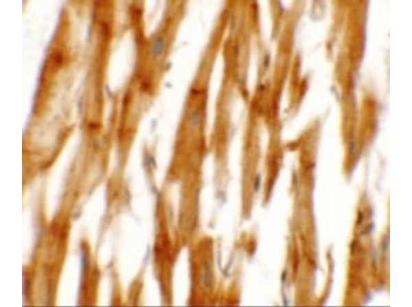 Immunohistochemistry of NCLN