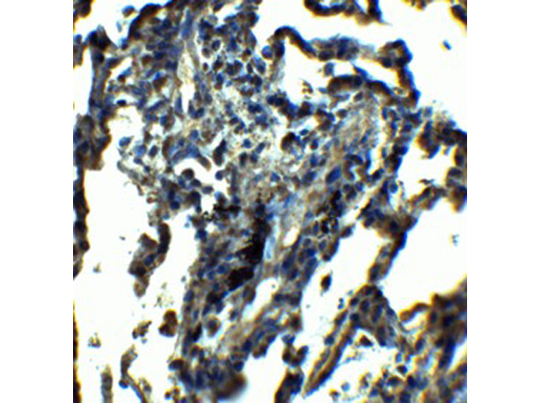 Immunohistochemistry of NDFIP1