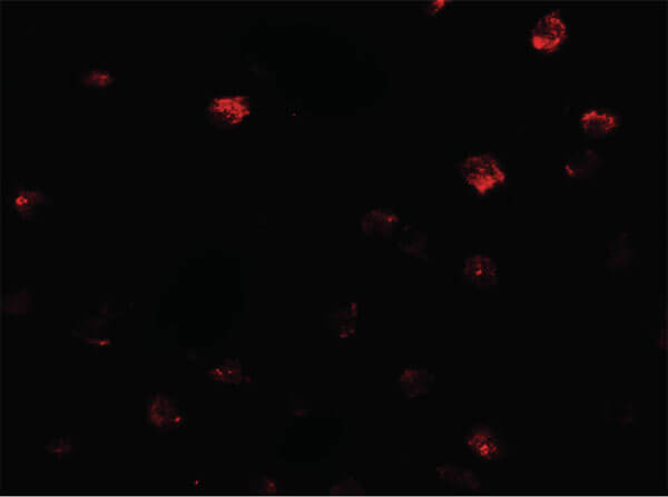 Immunofluorescence of NDST2 Antibody