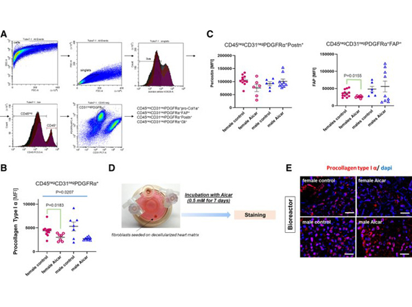 Flow Cytometry using Collagen I alpha 1