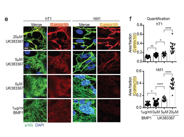 Immunofluorescence using Collagen I alpha 1