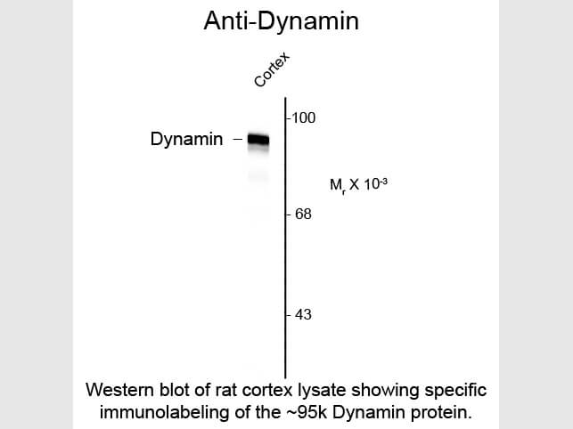Western Blot of Anti-Dynamin (Rabbit) Antibody - 600-401-D31
