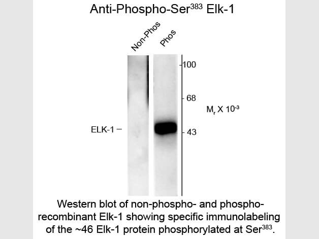 Western Blot of Anti-Elk-1 pS383 (Rabbit) Antibody - 600-401-D34