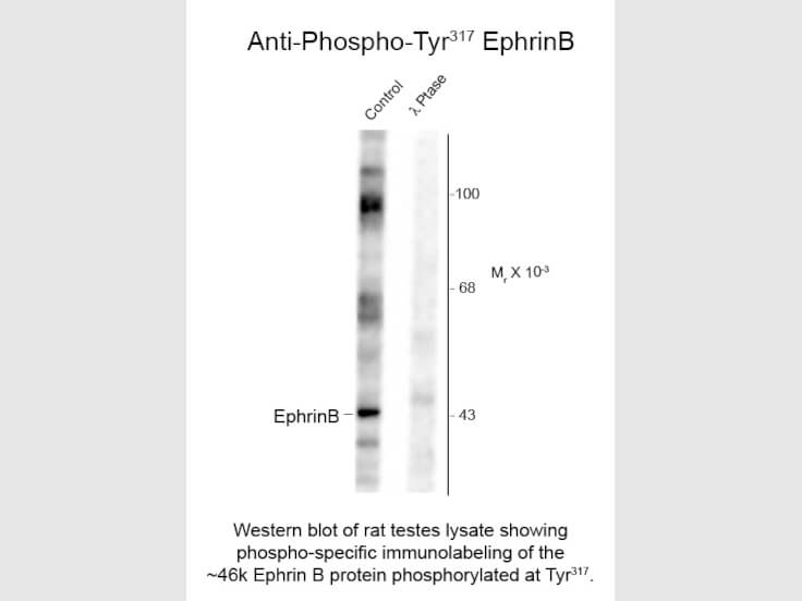 Western Blot of Anti-EphrinB pT317 (Rabbit) Antibody - 600-401-D36