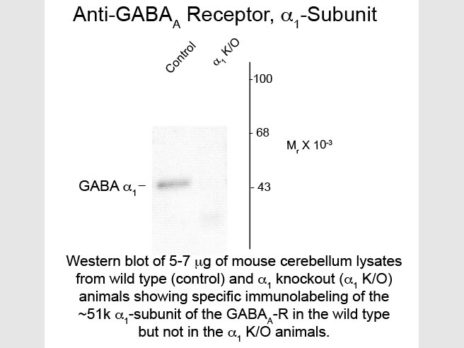 Western Blot of Anti-GABA(A) Receptor alpha 1 (Rabbit) Antibody - 600-401-D42