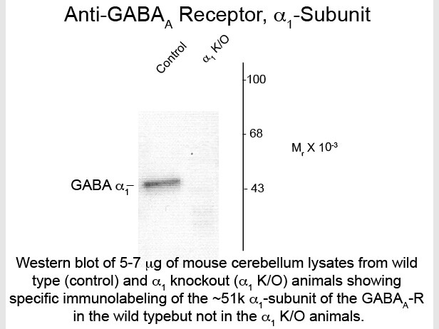 Western Blot of Anti-GABA(A) Receptor alpha 1 (Rabbit) Antibody - 600-401-D43
